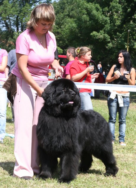 Gch Fabricius od Trojské skály V1,CAC